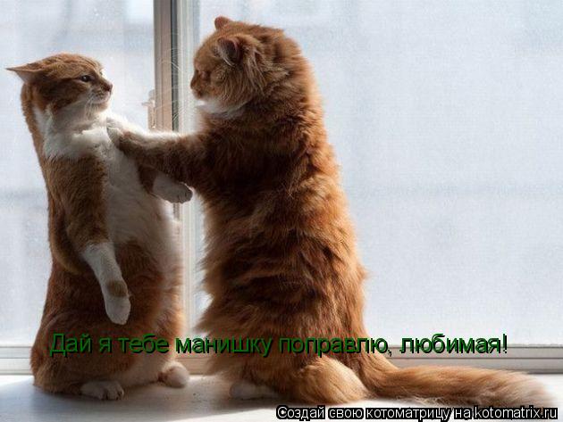 Дай я тебе манишку поправлю, любимая!... Котоматрица: Дай я тебе манишку поправлю, любимая!