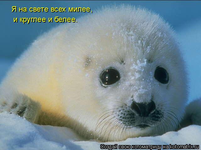 Я на свете всех милее, и круглее и белее.... Котоматрица: Я на свете всех милее, и круглее и белее.