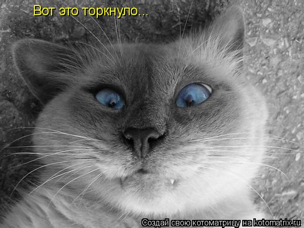 Котоматрица: Вот это торкнуло...