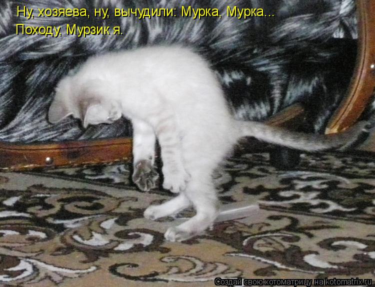 Котоматрица: Ну, хозяева, ну, вычудили: Мурка, Мурка... Походу, Мурзик я.