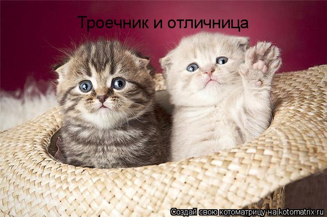 Котоматрица: Троечник и отличница