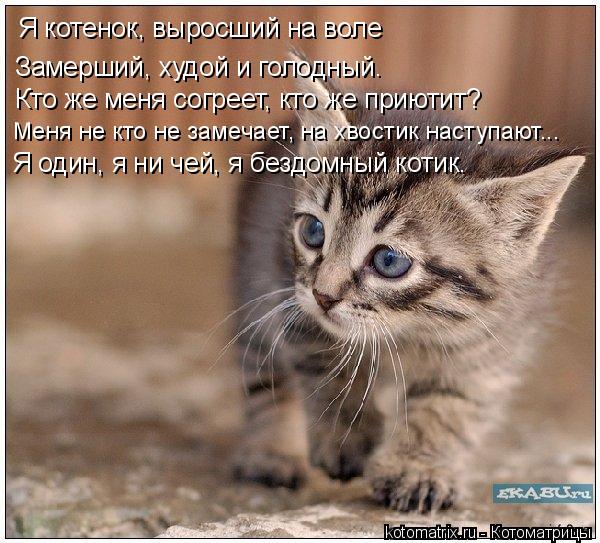 Котоматрица: Я котенок, выросший на воле Замерший, худой и голодный. Кто же меня согреет, кто же приютит? Меня не кто не замечает, на хвостик наступают... Я 