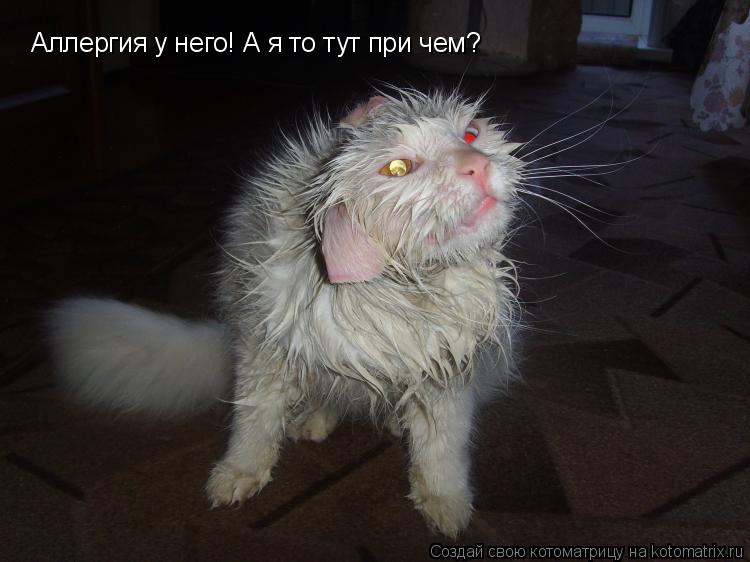 Котоматрица: Аллергия у него! А я то тут при чем?