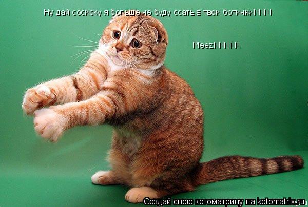 Котоматрица: Ну дай сосиску я больше не буду ссать в твои ботинки!!!!!!! Pleez!!!!!!!!!!