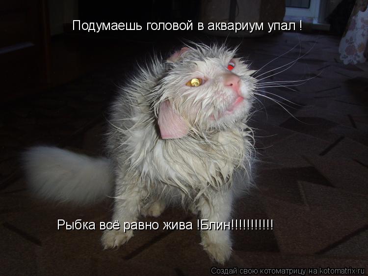 Котоматрица: Подумаешь головой в аквариум упал ! Рыбка всё равно жива !Блин!!!!!!!!!!!