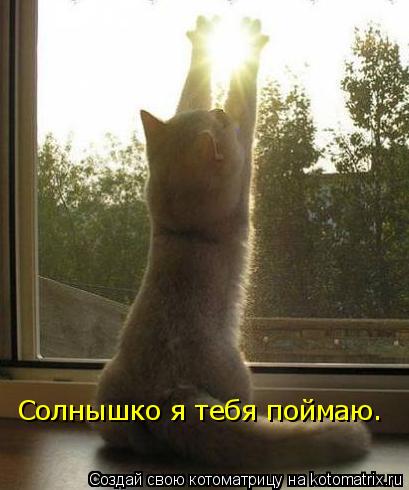 Котоматрица: Солнышко я тебя поймаю.