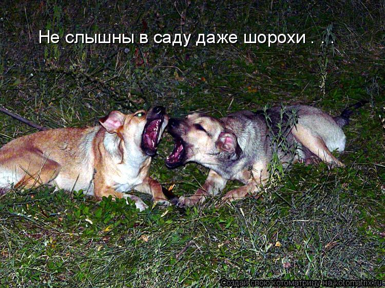 Котоматрица: Не слышны в саду даже шорохи . . .