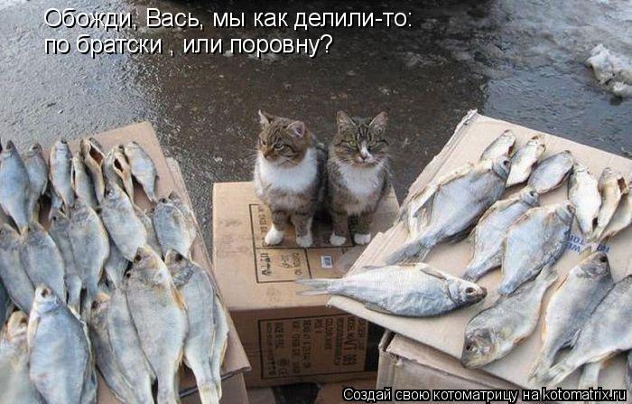 Котоматрица: Обожди, Вась, мы как делили-то: по братски , или поровну?