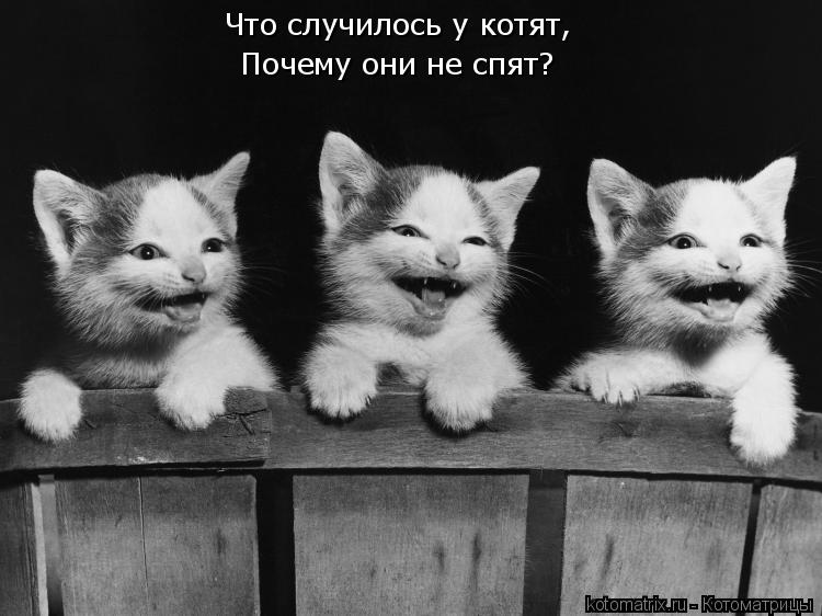 Котоматрица: Что случилось у котят,   Почему они не спят?