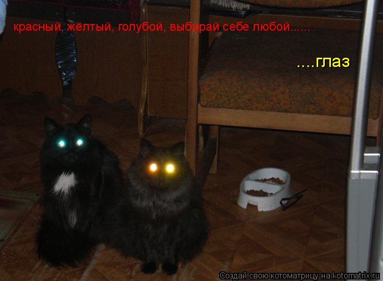 Котоматрица: красный, жёлтый, голубой, выбирай себе любой......      ....глаз