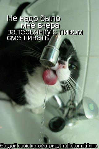 Котоматрица: Не надо было  мне вчера  валерьянку с пивом смешивать