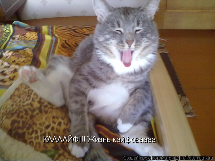 Котоматрица: КААААЙФ!!! Жизнь кайфоваааа