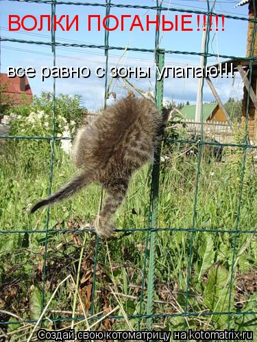 Котоматрица: ВОЛКИ ПОГАНЫЕ!!!!! все равно с зоны улапаю!!!