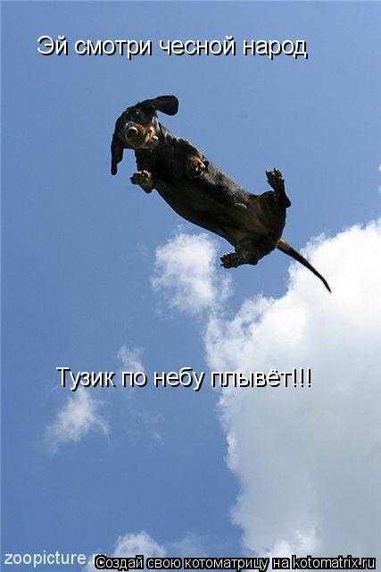 Эй смотри чесной народ Тузик по небу плывёт!!!... Котоматрица: Эй смотри чесной народ Тузик по небу плывёт!!!