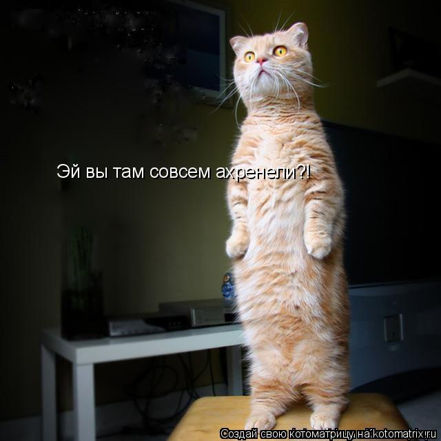Эй вы там совсем ахренели?!... Котоматрица: Эй вы там совсем ахренели?!