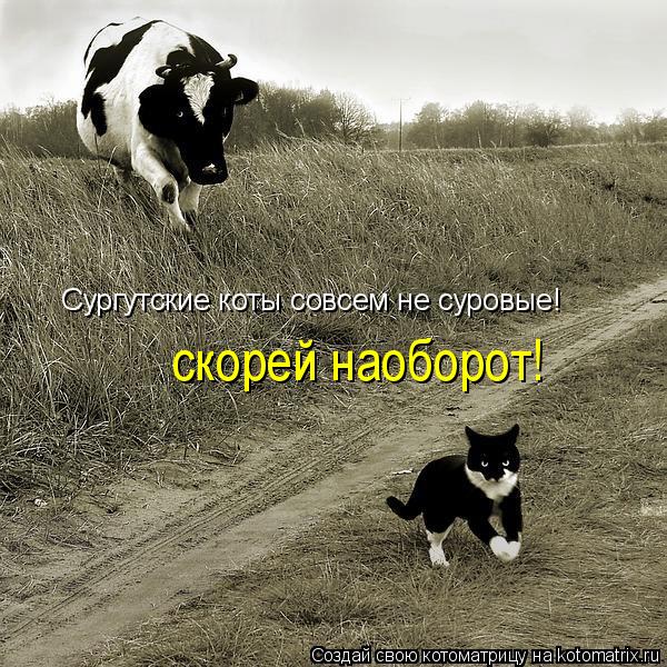Сургутские коты совсем не суровые! скорей наоборот!... Котоматрица: Сургутские коты совсем не суровые! скорей наоборот!