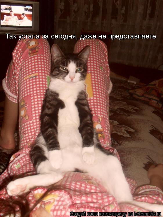 Так устала за сегодня, даже не представляете... Котоматрица: Так устала за сегодня, даже не представляете