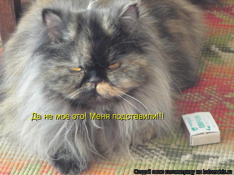 Да не мое это! Меня подставили!!!... Котоматрица: Да не мое это! Меня подставили!!!