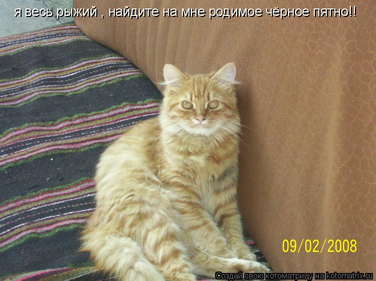 я весь рыжий , найдите на мне родимое чёрное пятно!!... Котоматрица: я весь рыжий , найдите на мне родимое чёрное пятно!!