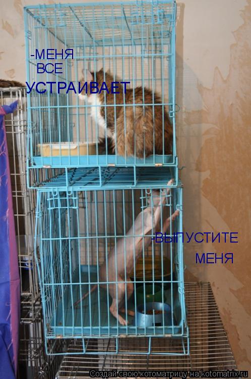 -ВЫПУСТИТЕ МЕНЯ -МЕНЯ ВСЕ УСТРАИВАЕТ... Котоматрица: -ВЫПУСТИТЕ МЕНЯ -МЕНЯ ВСЕ УСТРАИВАЕТ