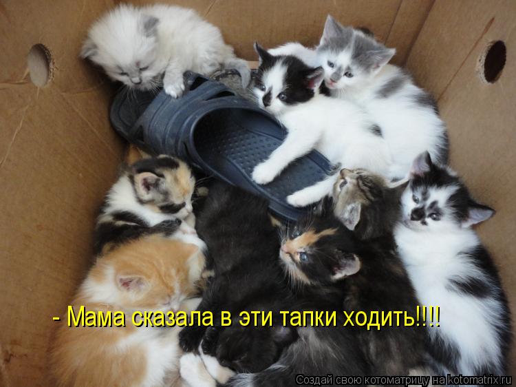 - Мама сказала в эти тапки ходить!!!!... Котоматрица: - Мама сказала в эти тапки ходить!!!!
