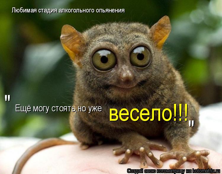 Любимая стадия алкогольного опьянения Ещё могу стоять,но уже весело!!! " "... Котоматрица: Любимая стадия алкогольного опьянения Ещё могу стоять,но уже весело!!! " "