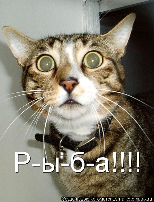 Р-ы-б-а!!!!... Котоматрица: Р-ы-б-а!!!!