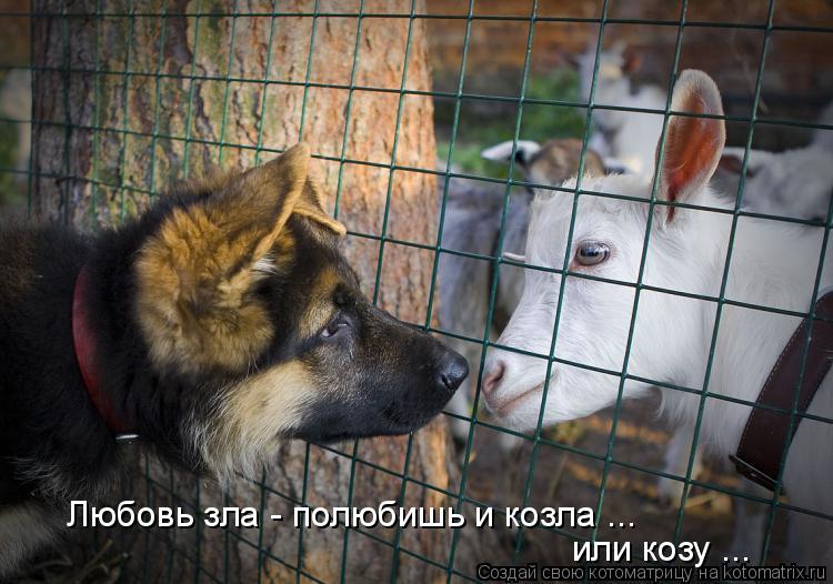 Любовь зла - полюбишь и козла ... или козу ...... Котоматрица: Любовь зла - полюбишь и козла ... или козу ...