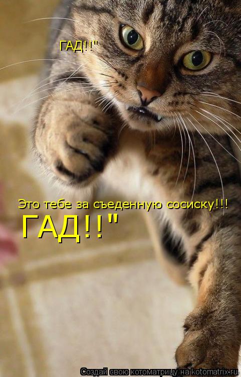 Это тебе за съеденную сосиску!!! ГАД!!" ГАД!!"... Котоматрица: Это тебе за съеденную сосиску!!! ГАД!!" ГАД!!"