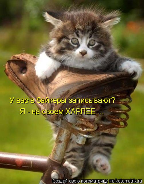 У вас в байкеры записывают? Я - на своем ХАРЛЕЕ ...... Котоматрица: У вас в байкеры записывают? Я - на своем ХАРЛЕЕ ...
