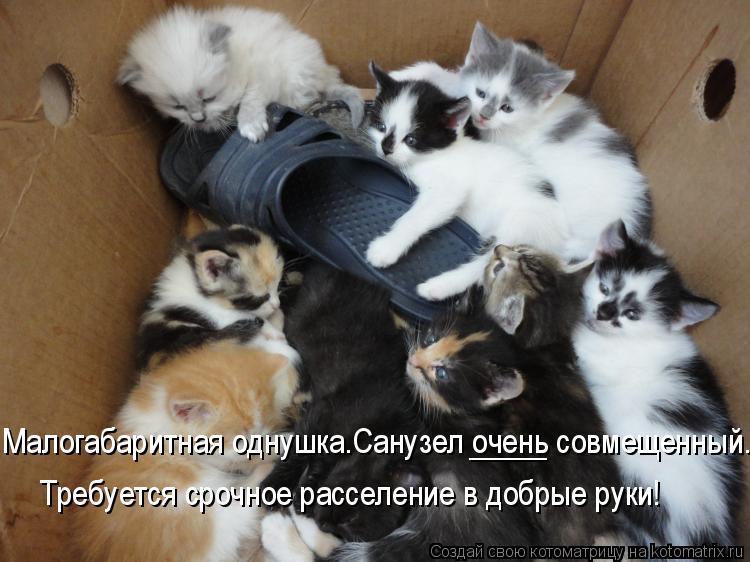 Малогабаритная однушка.Санузел очень совмещенный. Требуется срочное расселение в добрые руки! _____... Котоматрица: Малогабаритная однушка.Санузел очень совмещенный. Требуется срочное расселение в добрые руки! _____