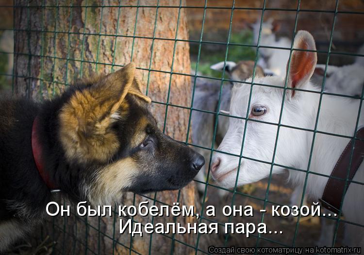 Он был кобелём, а она - козой... Идеальная пара...... Котоматрица: Он был кобелём, а она - козой... Идеальная пара...