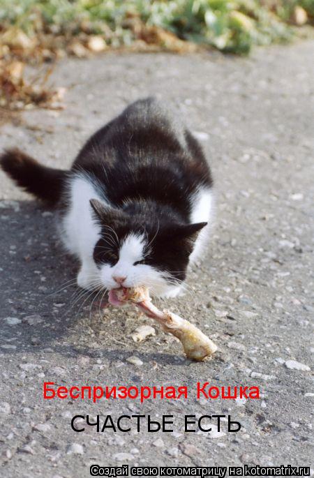 Беспризорная Кошка СЧАСТЬЕ ЕСТЬ... Котоматрица: Беспризорная Кошка СЧАСТЬЕ ЕСТЬ