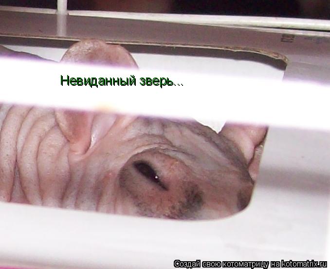 Невиданный зверь...... Котоматрица: Невиданный зверь...