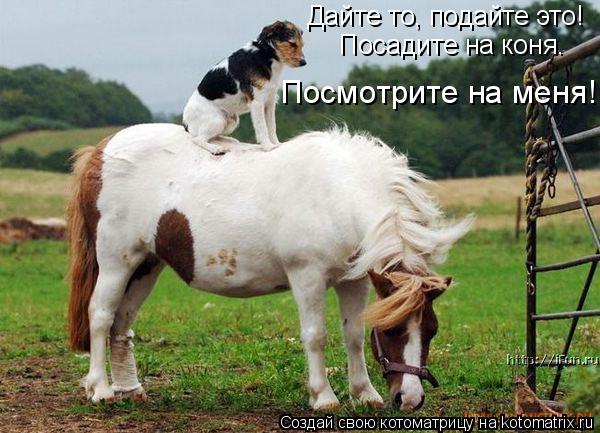 Дайте то, подайте это! Посадите на коня. Посмотрите на меня!... Котоматрица: Дайте то, подайте это! Посадите на коня. Посмотрите на меня!
