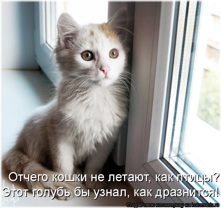 Отчего кошки не летают, как птицы? Этот голубь бы узнал, как дразнится!... Котоматрица: Отчего кошки не летают, как птицы? Этот голубь бы узнал, как дразнится!