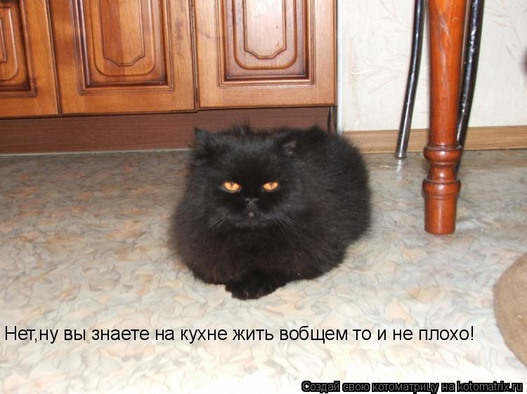 Нет,ну вы знаете на кухне жить вобщем то и не плохо!... Котоматрица: Нет,ну вы знаете на кухне жить вобщем то и не плохо!