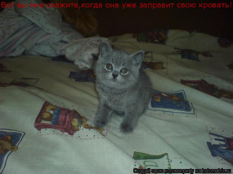 Вот вы мне скажите,когда она уже заправит свою кровать!... Котоматрица: Вот вы мне скажите,когда она уже заправит свою кровать!