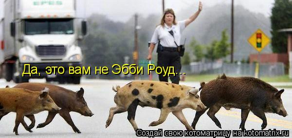 Да, это вам не Эбби Роуд...... Котоматрица: Да, это вам не Эбби Роуд...