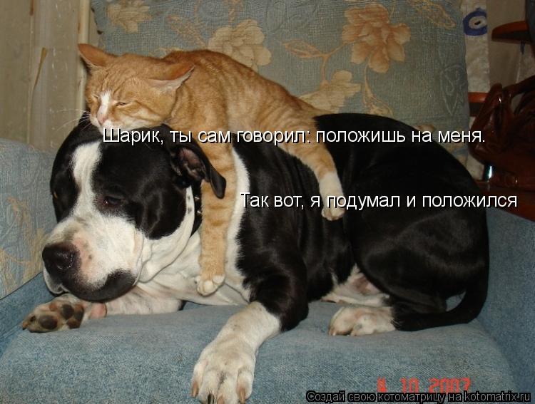 Шарик, ты сам говорил: положишь на меня. Так вот, я подумал и положился... Котоматрица: Шарик, ты сам говорил: положишь на меня. Так вот, я подумал и положился