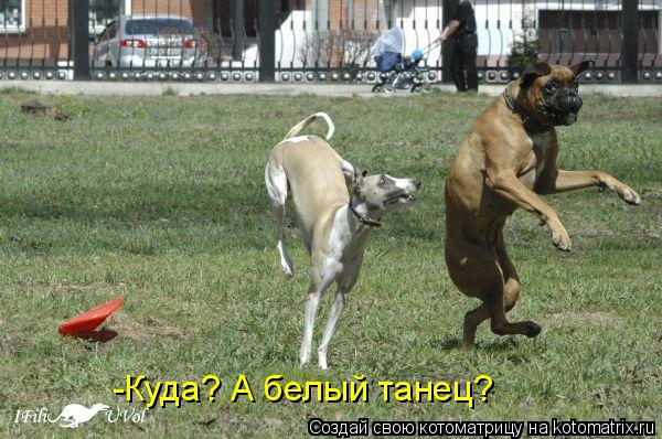 -Куда? А белый танец?... Котоматрица: -Куда? А белый танец?