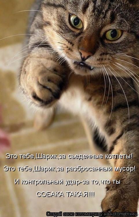 Это тебе,Шарик,за сьеденные котлеты! Это тебе,Шарик,за разбросанный мусор! И контрольный удар-за то,ч... Котоматрица: Это тебе,Шарик,за сьеденные котлеты! Это тебе,Шарик,за разбросанный мусор! И контрольный удар-за то,что ты СОБАКА ТАКАЯ!!!