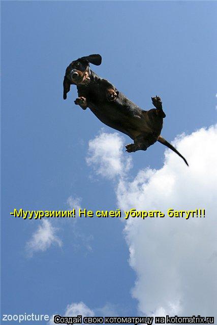 Котоматрица: -Мууурзииик! Не смей убирать батут!!!