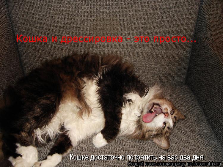 Котоматрица: Кошка и дрессировка - это просто... Кошке достаточно потратить на вас два дня.
