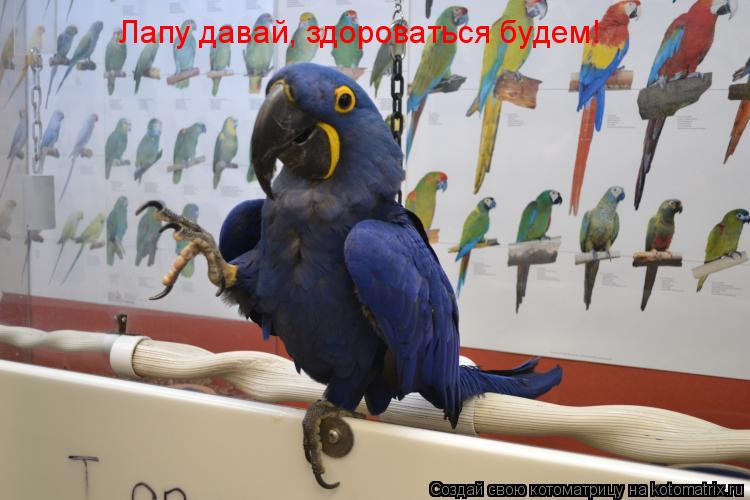 Котоматрица: Лапу давай, здороваться будем!
