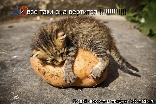 Котоматрица: И все таки она вертится !!!!!!!!!!!!!