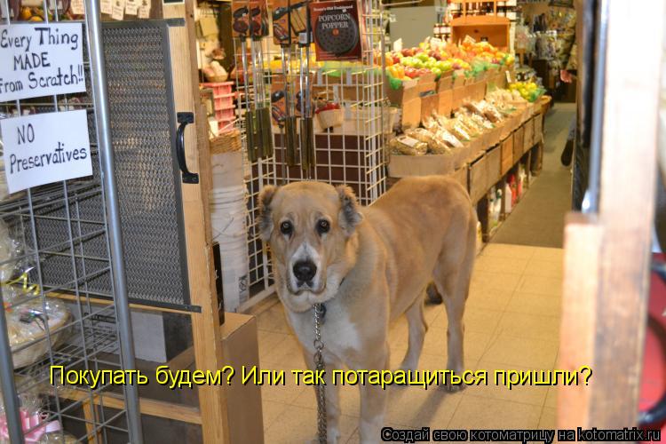 Котоматрица: Покупать будем? Или так потаращиться пришли?