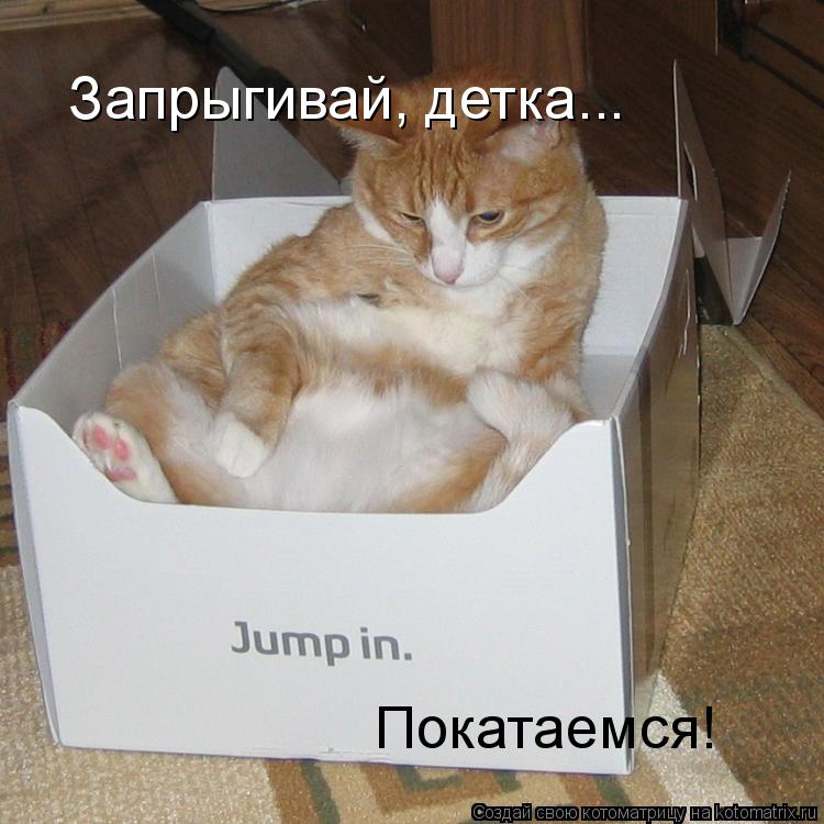 Котоматрица: Запрыгивай, детка...  Покатаемся!