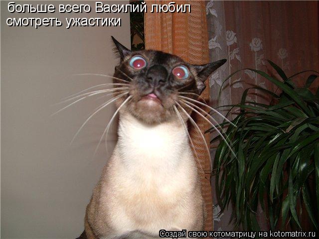 Котоматрица: больше всего Василий любил смотреть ужастики