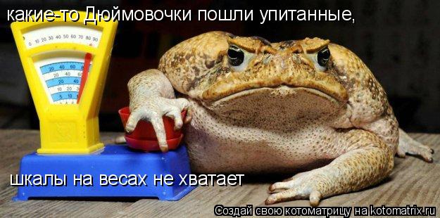 Котоматрица: какие-то Дюймовочки пошли упитанные,  шкалы на весах не хватает